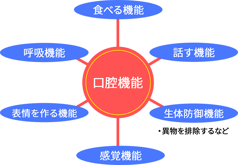 口腔機能の役割